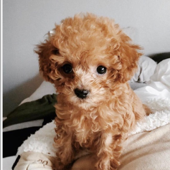 Meet your Posher, April - Picture 1 of 1